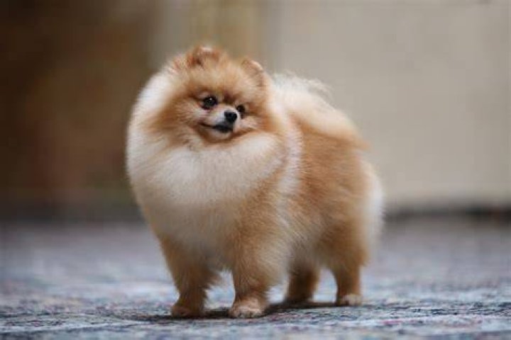 15 Fluffiest Dog Breeds You Need to Look at Right Now — Best Life