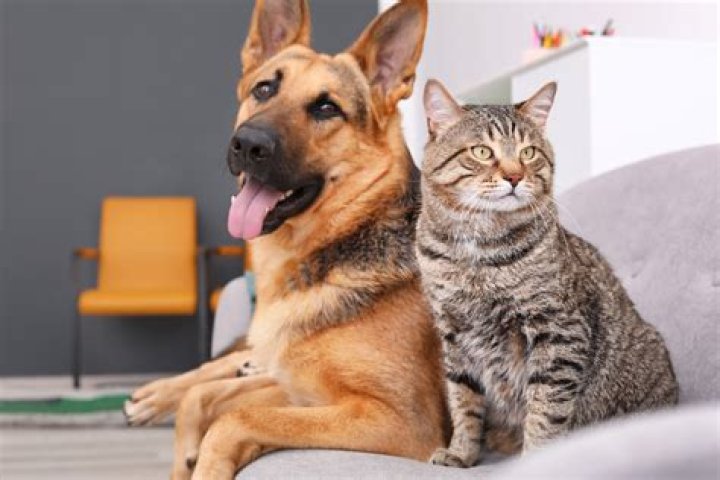 15 Reasons Why Cats Are Better Than Dogs — Best Life