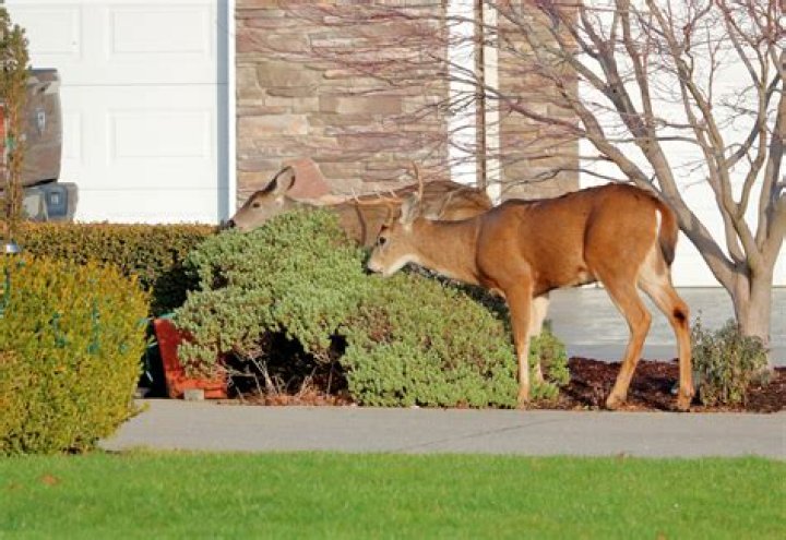 7 Scents That Keep Deer Out of Your Yard, Experts Say