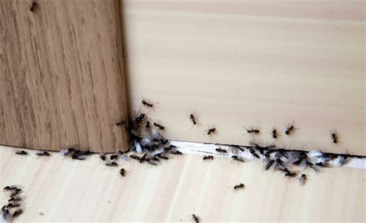 9 Cleaning Habits That Are Attracting Spiders to Your Home