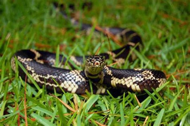 A Snake Bit a Kentucky Woman in the Face After She Did This — Best Life