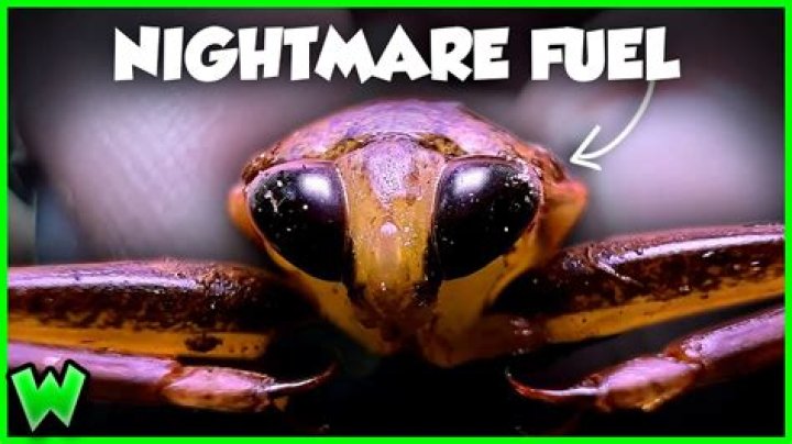 If You See This Terrifying Insect, Call the Authorities Immediately