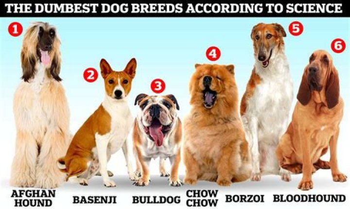 Veterinarian Says He Loves These 5 Dog Breeds But Would Never Own Them