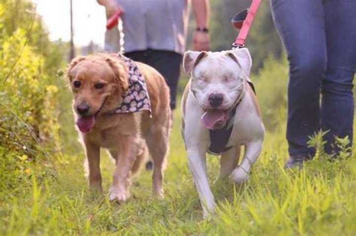 Why the Story of This Blind Pit Bull Is Melting Hearts Everywhere—Video