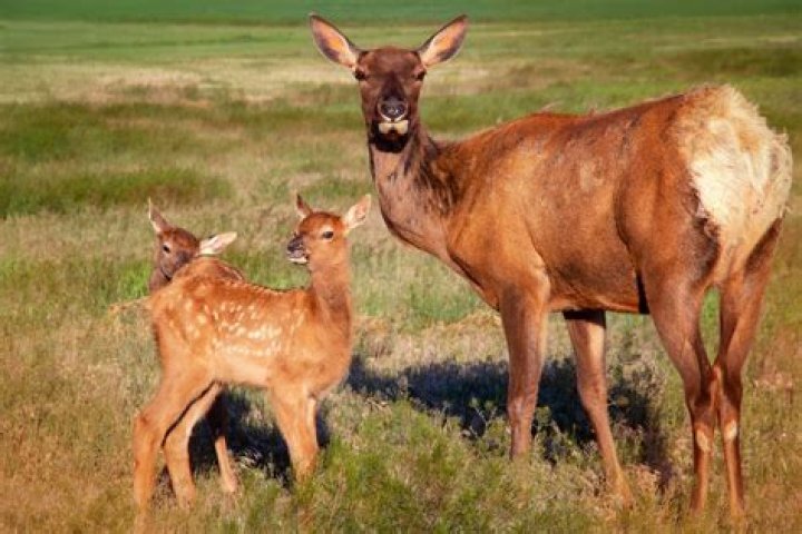 Yellowstone Park Officials Issue Warning about "Aggressive" Wildlife